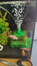 蘭壽金魚(yú)活魚(yú)冷水觀(guān)賞魚(yú)潘氏奶牛玉兔蘭壽好養耐活招財魚(yú)波妞金魚(yú) 5-6cm精品黑蘭壽 1條 曬單實(shí)拍圖