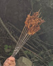 尚烤佳（Suncojia）304不銹鋼燒烤簽子 烤肉串穿羊肉串簽 燒烤針 燒烤工具約45支 曬單實(shí)拍圖