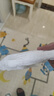 好奇（Huggies）鉑金裝小桃褲紙尿褲M144片(6-11kg)中號(hào)尿不濕【消暑散熱】 曬單實(shí)拍圖
