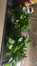 雙盟綠蘿盆栽除甲醛花卉綠植辦公室新房?jì)艋諝?80加侖4盆裝源頭直發(fā) 曬單實(shí)拍圖
