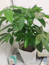 大型植物發(fā)財樹(shù)各種大顆盆栽開(kāi)業(yè)喬遷客廳辦公室內好養大型綠植 獨桿發(fā)財樹(shù)40-50cm+黑福盆 曬單實(shí)拍圖