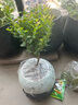 颯望小葉赤楠金絲楠木老樁盆栽苗辦公室內(nèi)花卉四季好養(yǎng)桌面綠植小盆景 【主圖款】5年-精品赤楠【藍彩招金】+底座 曬單實拍圖
