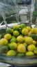 格沃斯（GEWOSI）廣西土檸檬牛腳子本地檸檬腌制酸咸檸檬檸檬鴨原材料2024現摘 正宗土檸檬（5斤凈重） 曬單實(shí)拍圖
