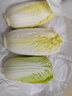 云南高原娃娃菜新鮮蔬菜生鮮乾隆白菜早餐火鍋必備產(chǎn)地直發(fā) 淺黃色 新鮮娃娃菜3顆裝*1包 曬單實(shí)拍圖