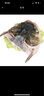 跑山密水農家【冰鮮】水庫胖頭魚(yú)魚(yú)頭1.5斤 活魚(yú)現殺 燒烤 寶寶食材源頭直發(fā) 曬單實(shí)拍圖