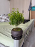 八芽 小葉赤楠盆景擺件室內(nèi)綠植花卉盆栽老樁客廳辦公室桌面好養(yǎng)植物 （【熱銷款】舍得紫砂盆赤楠+苔蘚+底座） 曬單實拍圖