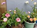 月季花苗四季開(kāi)花大花濃香型灌木月季苗庭院陽(yáng)臺盆栽地栽玫瑰花苗 護身符【微月小花，多季節開(kāi)花】 扦插小苗15-25cm高 1棵 曬單實(shí)拍圖
