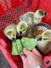 潮汕正宗獅頭鵝苗純種一斤特大種汕頭獅頭鵝活苗小獅頭鵝成年幼苗 3只（每只3兩左右） 原產(chǎn)地：汕頭發(fā)貨（假一賠十） 曬單實(shí)拍圖