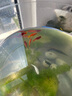 日清丸紅飼料孔雀斗魚蘭壽金魚糧 燈魚慈鯛小型魚食 高蛋白增艷發(fā)色緩沉型飼料 B2型(50克) 顆粒大小0.4-0.63mm 曬單實(shí)拍圖