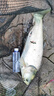 川澤伊勢(shì)尼魚鉤子線雙鉤成品綁好掛仕防纏繞鉤套裝野釣湖庫大物鰱鳙鉤 鉤7#線1.5#+鉤8#線2.0# 20副組合裝 曬單實(shí)拍圖