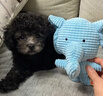 泰迪幼犬純種灰泰迪貴賓犬茶杯犬長(zhǎng)不大小體狗小型犬活體狗寵物狗 寵物級(jí) 灰泰迪 公 曬單實(shí)拍圖