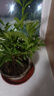 雙色茉莉花苗盆栽四季茉莉香味濃郁室內花卉香水盆景鴛鴦白色茉莉 精品雙色茉莉40-45cm（帶花苞 曬單實拍圖