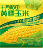 十月稻田 黃糯玉米 3.52斤(220g*8根) 東北甜黏玉米棒 早餐苞米 真空包裝 曬單實(shí)拍圖