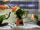 JCZS德國品牌硝化細(xì)菌魚缸專用凈水劑膠囊養(yǎng)魚水質(zhì)凈化消化培養(yǎng)菌分解 凈水培菌30粒裝 曬單實拍圖