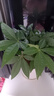 花財主大型植物 辮子發(fā)財樹綠蘿綠植 各種大盆栽吸甲醛盆栽開業(yè)喬遷慶典 辮子發(fā)財樹30-50厘米 不含盆 曬單實拍圖