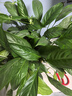 雙盟白掌綠植盆栽水培植物辦公室耐陰綠植桌面凈化空氣繁星盆源頭直發(fā) 曬單實拍圖