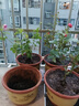 果汁陽臺(tái)月季花苗四季開花卉盆栽綠植物室內(nèi)花易活玫瑰帶花苞庭院 紅蘋果【大花濃香，月月開分枝多】 【帶花苞】【盆口徑15cm】原盆冠25高35 曬單實(shí)拍圖