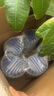 荷蘭牛欄1段嬰幼兒奶粉 諾優(yōu)能原裝進(jìn)口 1段6罐【下單免費禮品】 曬單實(shí)拍圖