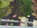 天使魚(yú) 觀賞魚(yú)寵物招財(cái)魚(yú)飼料次日達(dá)小型好養(yǎng)耐活專用魚(yú)糧淡水魚(yú) 隨機(jī)顏色天使魚(yú)5條【送1條防損】 曬單實(shí)拍圖