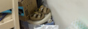 婧麒學(xué)步鞋寶寶包頭軟底兒童涼鞋透氣女童鞋子潮牌嬰兒男童夏 卡其色 15碼 曬單實拍圖