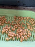 保牧懶人貓草罐泡面盆栽水培泡水盒子排毛化毛草零食寵物幼貓吃的貓草 【泡水即長】5包種子 曬單實拍圖