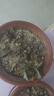 麗格海棠重瓣大花盆栽紅玫瑰室內(nèi)客廳陽臺(tái)四季開凈化空氣好養(yǎng)花卉 隨機(jī)顏色麗格海棠4盆 不含盆 曬單實(shí)拍圖