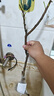 嫁接桃樹(shù)苗【 珍珠棗油桃】樹(shù)苗 珍珠棗油桃苗奇跡果珍珠棗桃 3年苗明年結果 81cm(含)-110cm(含) 曬單實(shí)拍圖