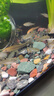 畫法幾何魚缸底砂造景石頭 梅花玉石3斤 米家智能魚缸專用水族箱造景裝飾 曬單實拍圖