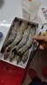 巨型活凍黑虎蝦大號燒烤生鮮蝦類(lèi)海鮮水產(chǎn)夜宵越南進(jìn)口 XXL 8只 18-23cm 550克(凈重) 曬單實(shí)拍圖