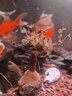森淵（SENYUAN）魚缸造景裝飾莫斯樹迎客松生命之樹水族杜鵑根沉木巴西樹造景魚缸 莫斯樹單頭7-8cm 曬單實拍圖