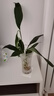 春羽盆栽植物水培如意皇后觀葉綠植鴨腳木金鉆盆栽竹柏小紅掌 一帆風(fēng)順1株 曬單實拍圖