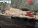 錦鯉魚活體觀賞魚活魚小型易養(yǎng)冷水淡水魚小魚苗錦鯉金魚好看錦鯉 16-18 六彩錦鯉套餐6條 曬單實(shí)拍圖