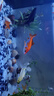 金魚(yú)活體觀(guān)賞魚(yú)錦鯉草金魚(yú)冷水魚(yú)黑金錦鯉黃金錦鯉白金錦鯉小型魚(yú) 6-8cm黑+白+黃+紅【共4條】 曬單實(shí)拍圖