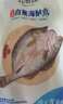 仙泉湖三去白蕉海鱸魚(yú)1斤/條凈膛冷凍刺少肉厚珠海特產(chǎn)500g生鮮食材 曬單實(shí)拍圖