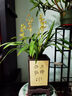 Only you【兩小時(shí)達(dá)】蘭花盆栽室內(nèi)帶花苞名貴春蘭墨蘭開業(yè)喬遷生日禮物 綠色蘭花-綠精靈【美人面花盆】 曬單實(shí)拍圖