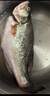 鮮活沖浪河鱸魚(yú)400-500g/條 曬單實(shí)拍圖