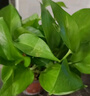 綠有意綠蘿盆栽除甲醛室內(nèi)好養(yǎng)花卉植物綠蘿批發(fā)辦公室新房裝修凈化空氣 110#原盆儲(chǔ)水盆10盆裝+4肥 帶盆帶土發(fā)貨 曬單實(shí)拍圖