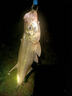達(dá)瓦布萊日本原裝進(jìn)口達(dá)瓦布萊魚(yú)竿19調(diào)輕量綜合鰱鳙大物竿超輕硬十大品牌 4.5m 四代野釣綜合6h28偏19調(diào)4.5 7H 19調(diào) 曬單實(shí)拍圖
