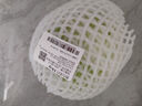 圓白菜約1kg 曬單實拍圖
