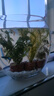 勝畫魚缸水草植物直接入缸真水草凈化竹節(jié)草蜈蚣草懶人養(yǎng)魚水草造景 紅菊+蜈蚣草+紅絲青葉【好養(yǎng)定植】 曬單實拍圖