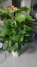 臨雅大葉綠蘿柱客廳綠植大盆栽天堂鳥發(fā)財樹室內新房除甲醛大型植物 綠蘿柱1.3-1.4米 【白色菱形盆】 曬單實拍圖