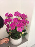 Only you【兩小時(shí)達(dá)】蝴蝶蘭帶花苞花劍花盆真花蘭花盆栽開業(yè)喬遷佛堂供花 8株紫色（瓷盆隨機(jī)） 曬單實(shí)拍圖