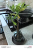 八芽發(fā)財樹小盆栽花卉水培植物客廳桌面綠植室內(nèi)四季招財樹辦公室好養(yǎng) 雙桿發(fā)財樹-小藍瓶-含紫砂托 含盆 曬單實拍圖