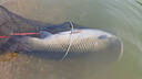 沃鼎王者神劍三代輕量大物竿碳纖維超輕魚竿魚桿臺(tái)釣竿8.1米輕量版 曬單實(shí)拍圖