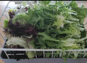 綠食者 沙拉蔬菜組合3.5斤 新鮮苦菊綠葉紅葉生菜西餐沙拉健康輕食蔬菜 蔬菜沙拉組合3.5斤【無(wú)沙拉醬】 曬單實(shí)拍圖