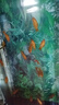 觀賞魚(yú)紅草金魚(yú)冷水魚(yú)金魚(yú)小魚(yú)活魚(yú)小寵物好養(yǎng)耐活闖缸練手飼料魚(yú) 草金魚(yú)三十條+2條備損 3-5cm 曬單實(shí)拍圖