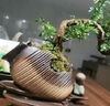 貴秘書(shū)意境-懸崖清香木盆景新中式室內(nèi)好養(yǎng)桌面擺件綠植花卉盆栽鮮活 祥云聚財(cái)罐+懸崖飄枝清香木+小和尚+苔蘚+底 曬單實(shí)拍圖