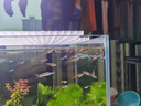 寵翰 小型魚(yú)熱帶魚(yú)飼料 孔雀斗魚(yú)幼魚(yú)開(kāi)口魚(yú)食脫殼豐年蝦卵50克 曬單實(shí)拍圖