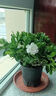 梔子花盆栽四季卉植物室內綠蘿綠植茉莉花帶花苞開(kāi)花好養樹(shù)苗植物 【帶花苞】精品90#梔子花（原盆土） 送營(yíng)養液 曬單實(shí)拍圖