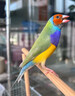 七彩文鳥(niǎo)鳥(niǎo)糧飼料五子黍谷雜糧文鳥(niǎo)芙蓉金絲雀鸚鵡幼崽專(zhuān)吃鳥(niǎo)糧食 一瓶【文鳥(niǎo)最?lèi)?ài)】400ml 曬單實(shí)拍圖
